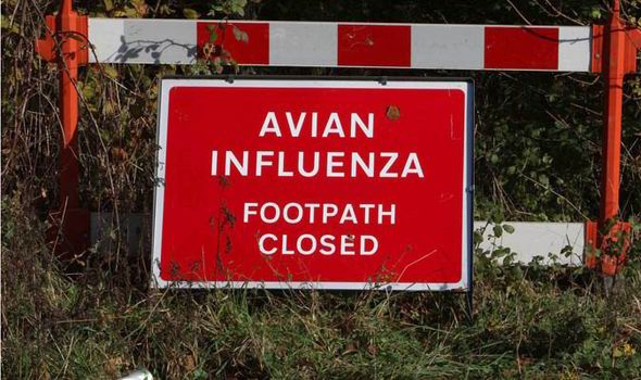 The confirmed outbreak follows confirmation of avian influenza in the Netherlands (Stock photo)