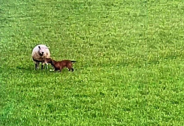 (Photo: North Wales Police Rural Crime Team/Twitter)