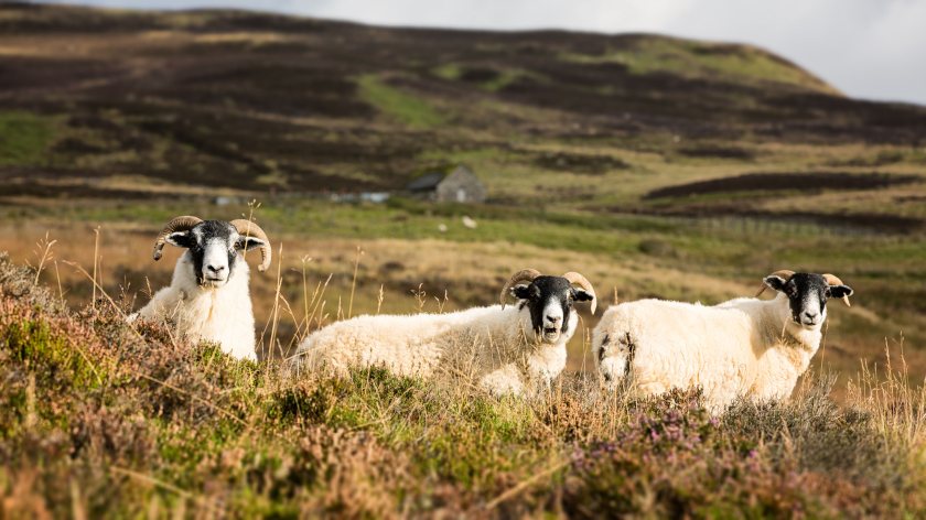 Farming activity made up 15% of Scotland's total emissions in 2018, Scottish government figures show