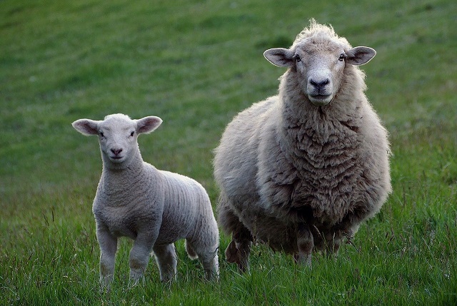 Farmers are asked to review a range of diseases and conditions based on their impact on productivity