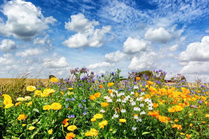 Natural England says it wants to work with farmers to drive forward the project