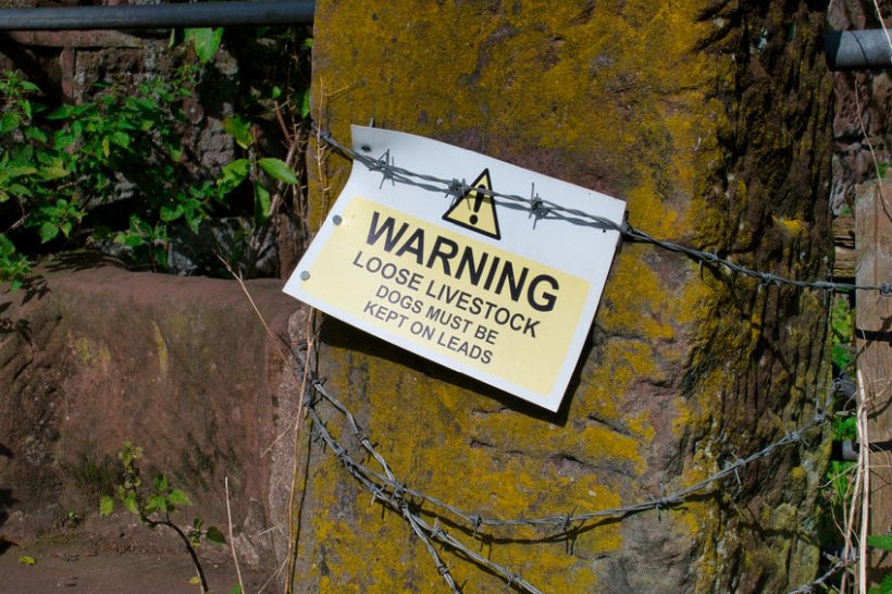 A flock of sheep were attacked on farmland Little Bromley, Essex