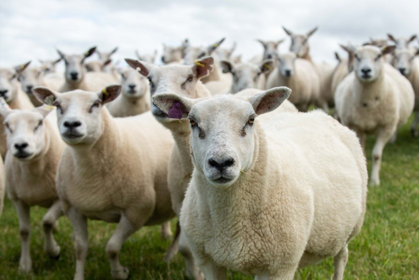 The flock’s new home will provide opportunities to measure additional traits such as methane outputs