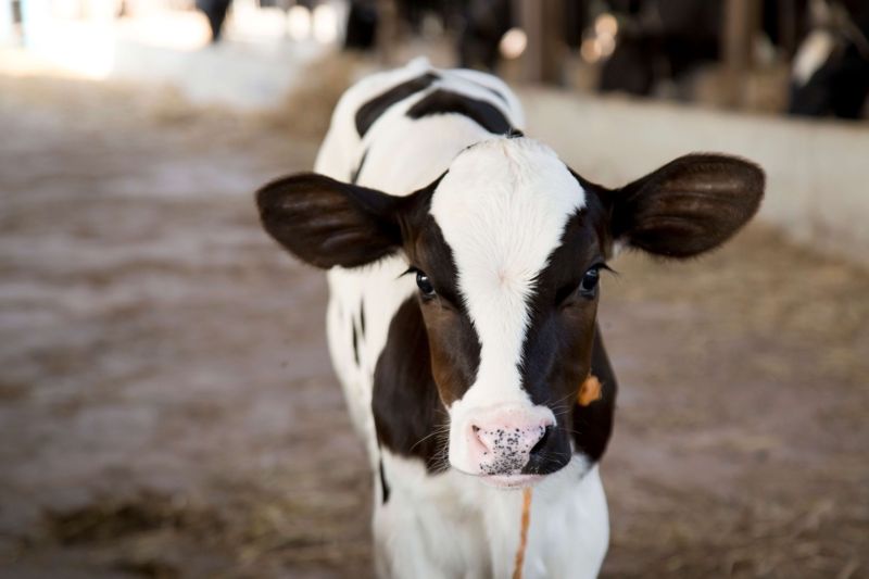 From January 2021 male calves being registered will require a genomic test
