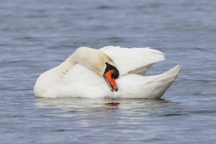 Bird keepers have been reminded to follow strong biosecurity measures following the discovery