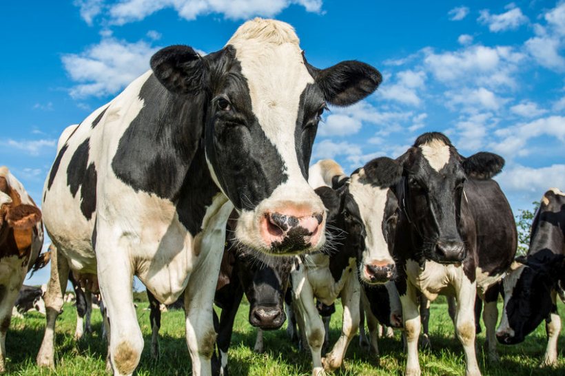 Dale Farm is offering its dairy farmers a new three year contract option