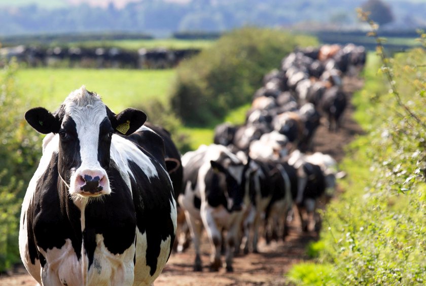 The dairy herd of 600 Holstein Friesian cows is run as a Spring Block calving herd
