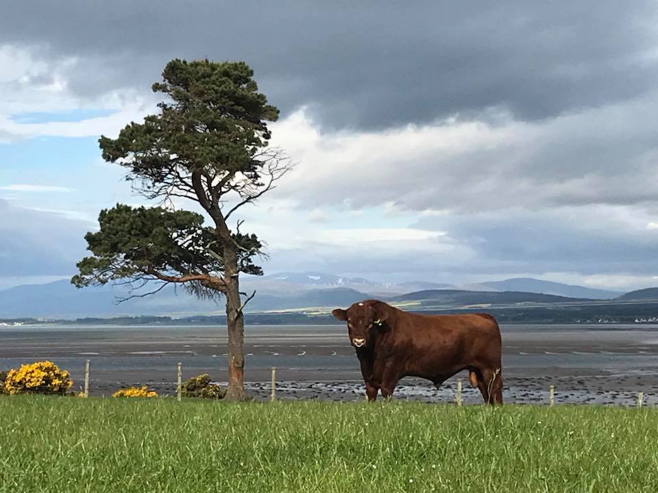 The family currently run 100 pedigree Shorthorn cows under the Fearn prefix which was founded in 1995