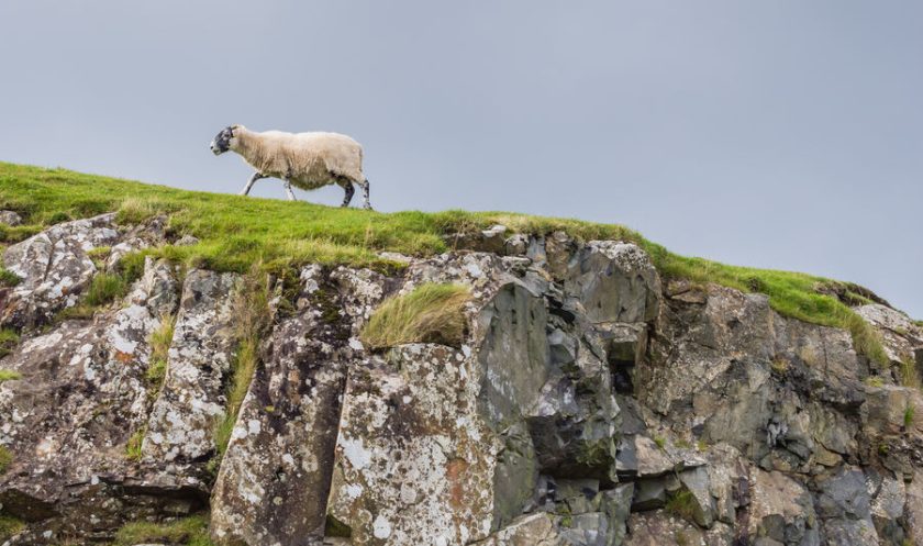 The scheme provides additional support to sheep producers who farm in Scotland's rough grazing areas