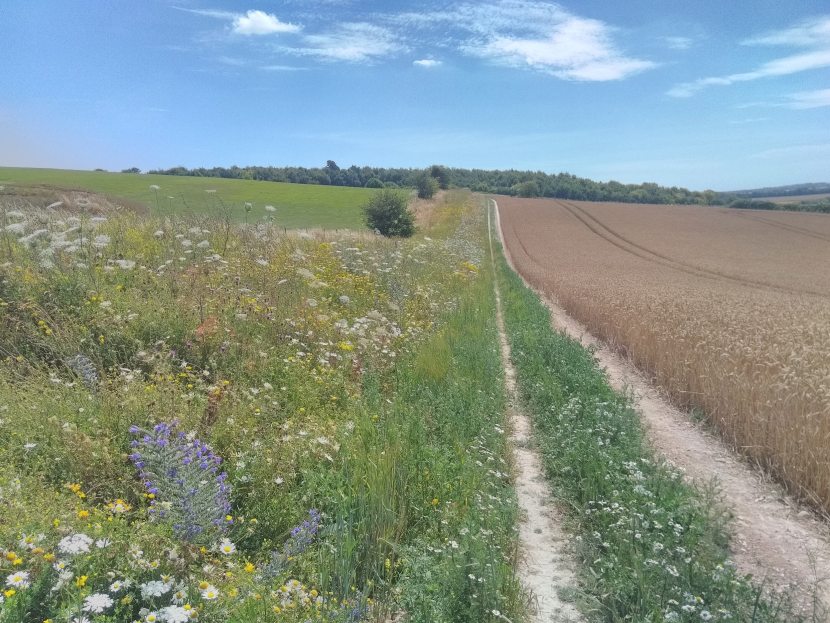 The new habitat represents a 50% increase in pollinator habitat and includes arable reversions