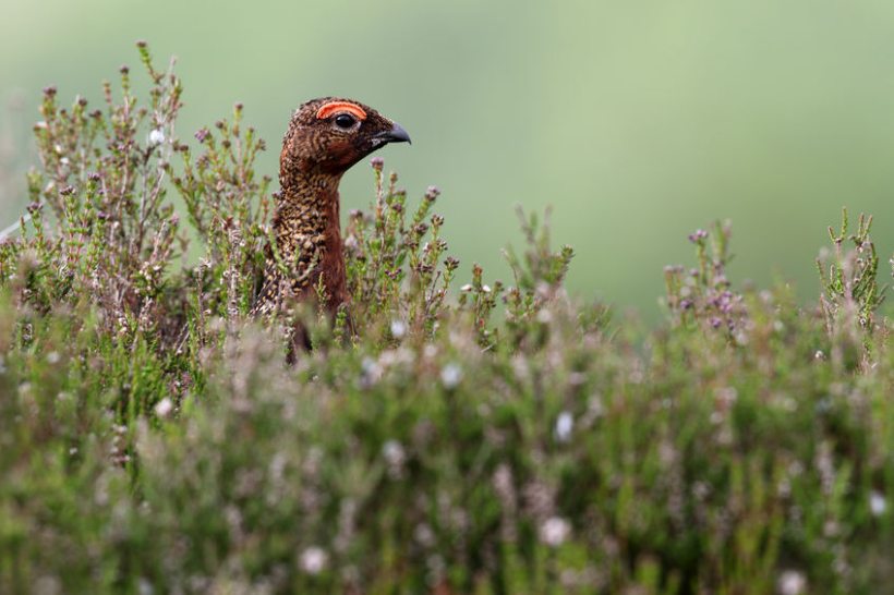 Rural groups say the Scottish government's measures will 'damage fragile rural communities'