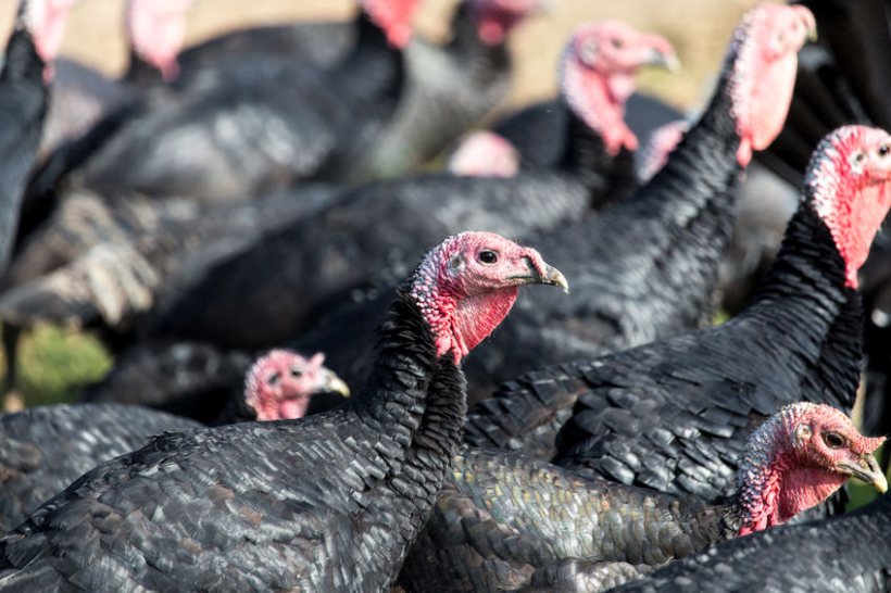 Each year around 5,500 seasonal workers arrive on farms to help during the busy festive period