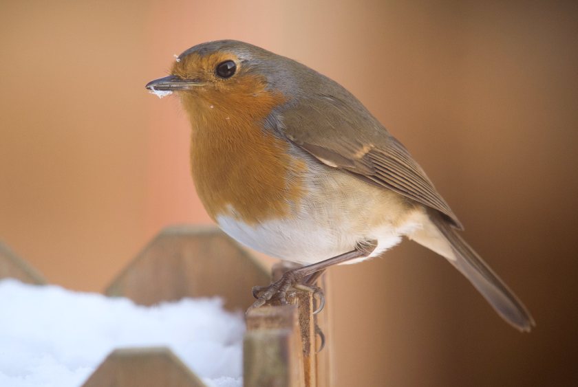 Despite Covid and poor weather, 2020 Big Farmland Bird Count saw record numbers taking part