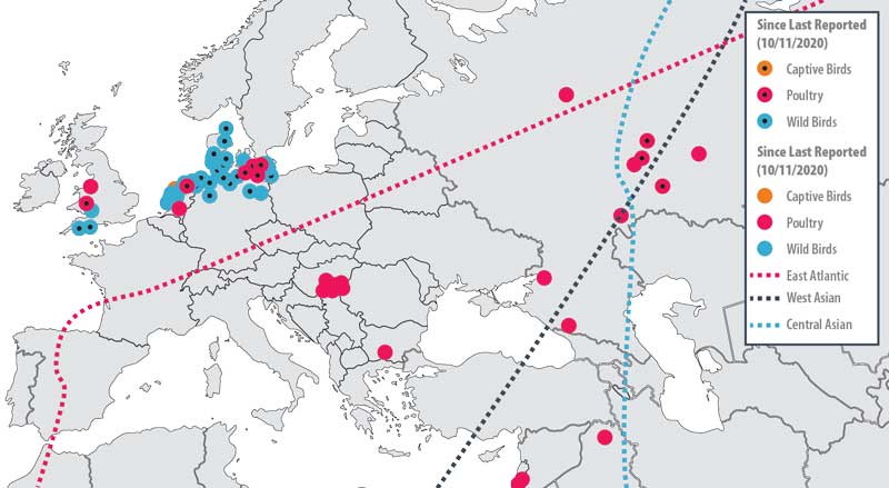 Highly Pathogenic Avian Influenza in Poultry, Captive and Wild Birds. May - November 2020 (Overlay: Migratory Bird Flyways)