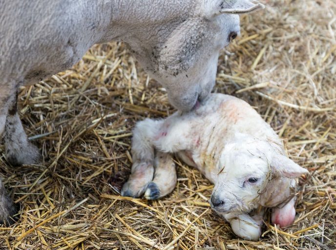 A sheep health and welfare poll has identified the industry's key disease challenges