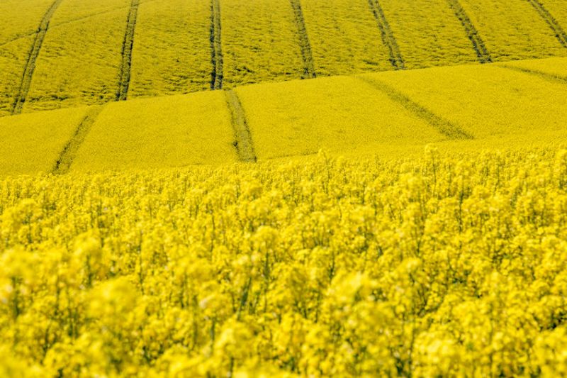 The oilseed rape area continues its downward trajectory, according to a new survey