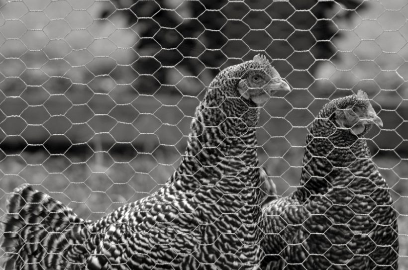 In recent weeks, NI authorities have detected highly-pathogenic avian influenza in five wild birds