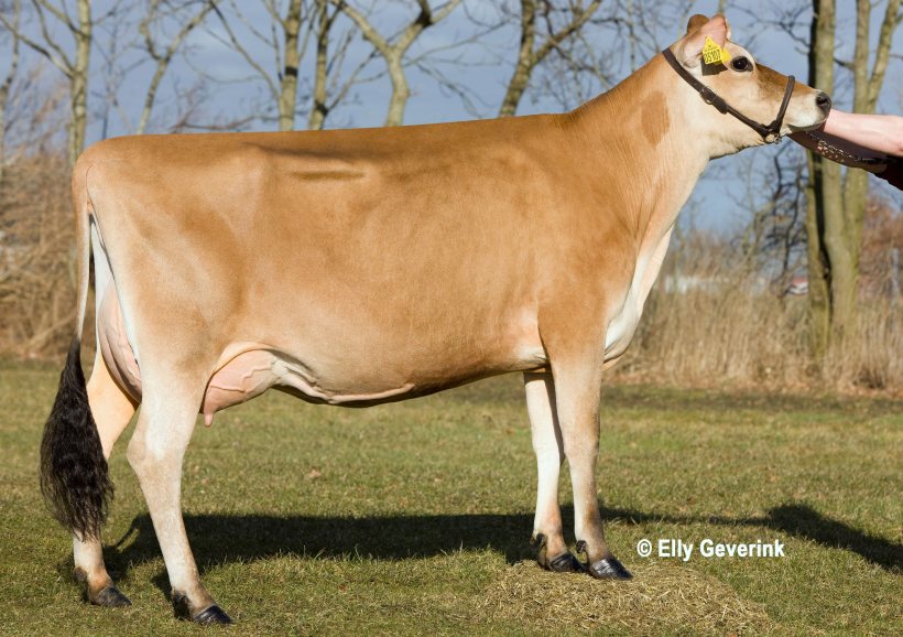Danish Jersey tops the newly published Spring Calving Index (£SCI) ranking