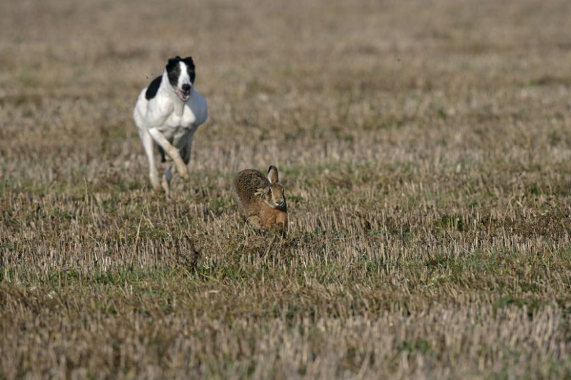 Hare coursers often have no regard for farmers, causing thousands of pounds of damage to crops