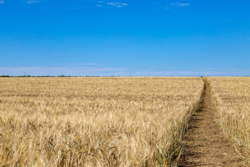 Maps for fields will be created that shows farmers the potential yield and grain quality variation