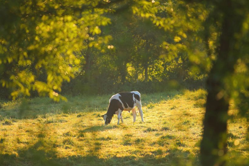 The appetite among the British public to support farmers is high, the survey shows