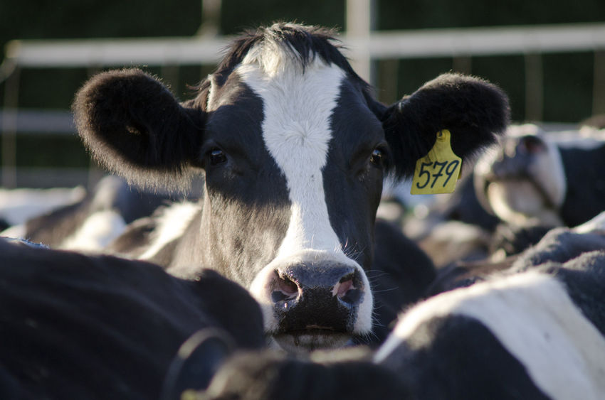 Modern dairy cows do not get enough resting time, a Dutch vet told British farmers
