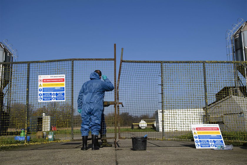 The UK has already experienced numerous cases of avian influenza this winter