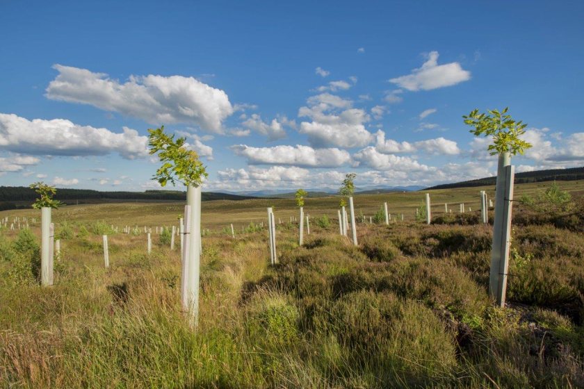 Defra says agroforestry schemes will help with the government's tree planting target (Photo: Scottish Forestry)