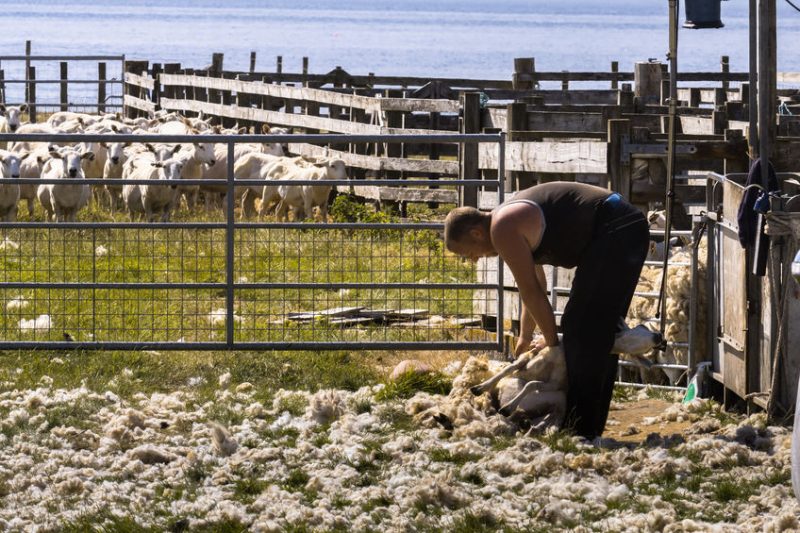 The grant scheme will provide support for farmers and crofters to purchase specific equipment