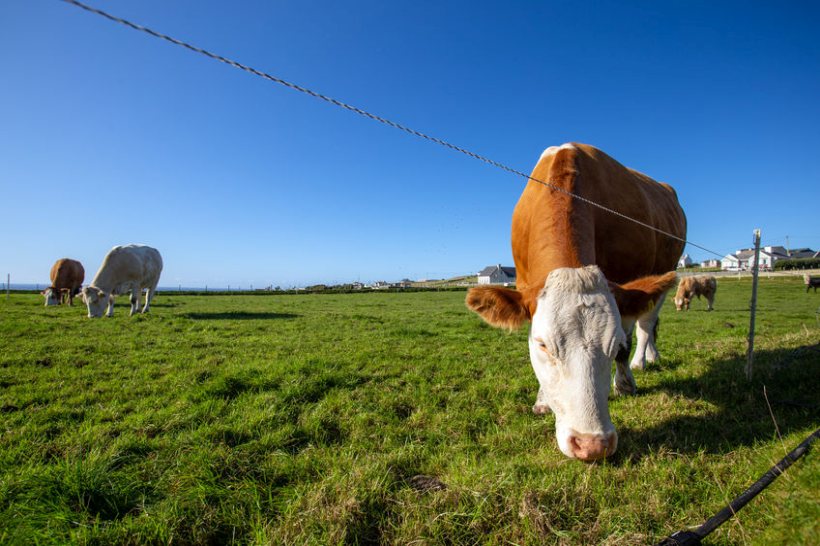 The new network will include a range of dairy, beef and sheep systems