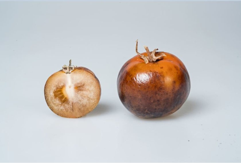 Tomatoes were chosen as they can be used for scaled up production (Photo: John Innes Centre)