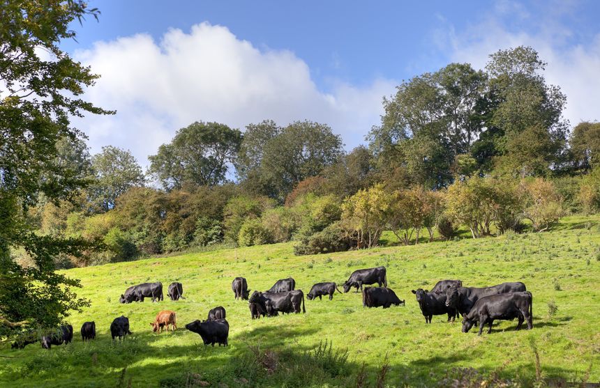 Emissions from UK beef are half that of the world average, the NFU points out