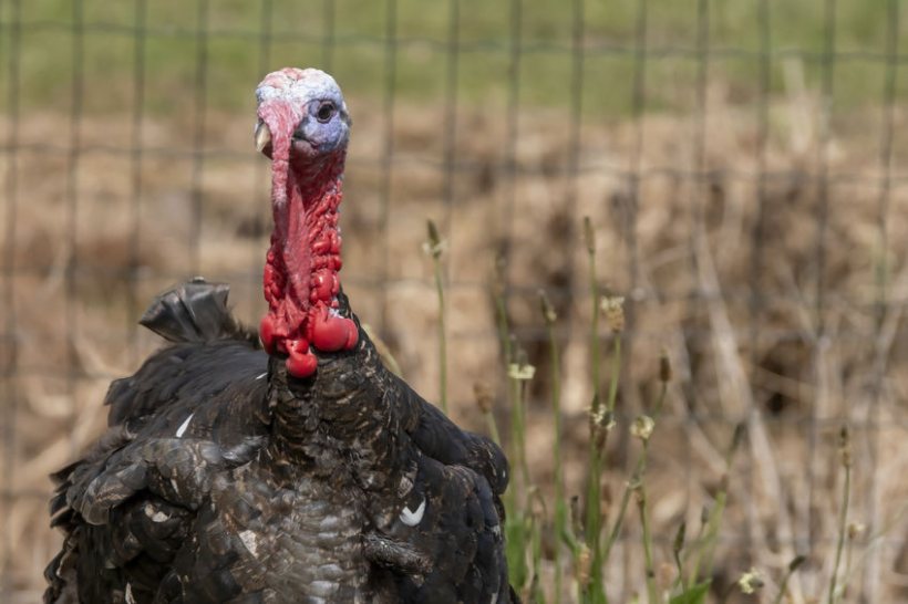 Farmers are being urged consider the commercial advantages of choosing native breeds