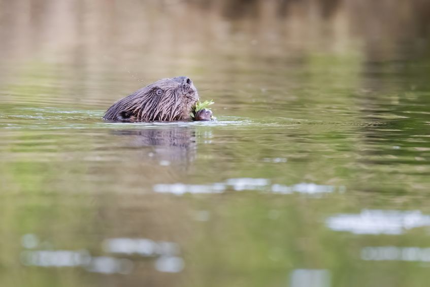 While beavers do create rich-habitats, they can have unwanted impacts on agricultural land