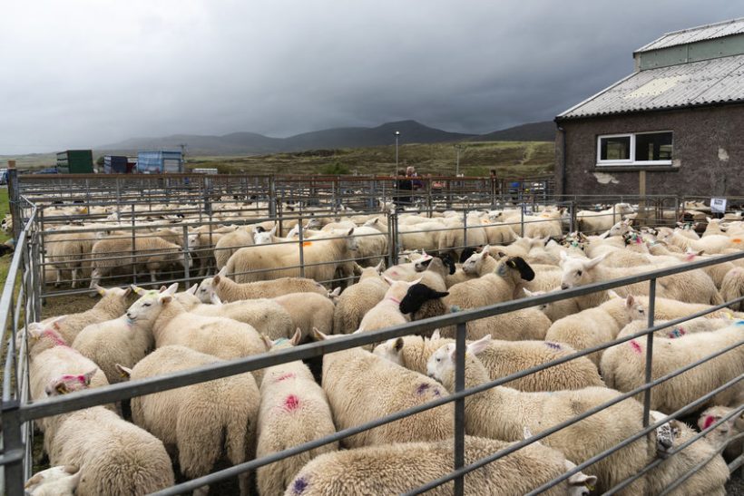 The UFU has raised concern over the future of animal movement between GB and NI
