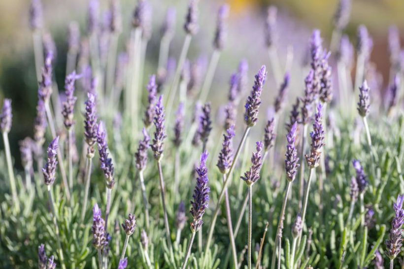 The aim of the research is to manipulate the levels of essential oils in crops such as lavender