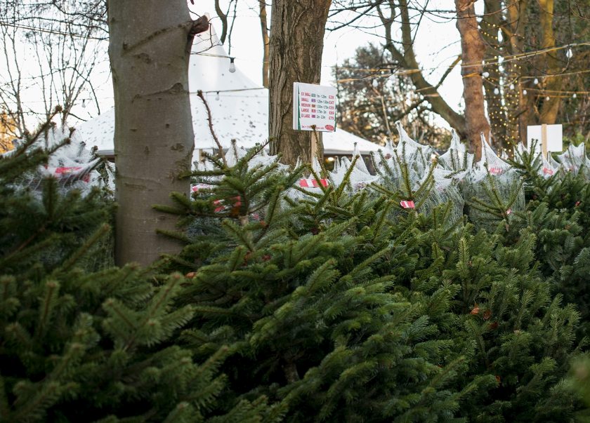 Growing Christmas trees can be a profitable use of land, United Utilities says