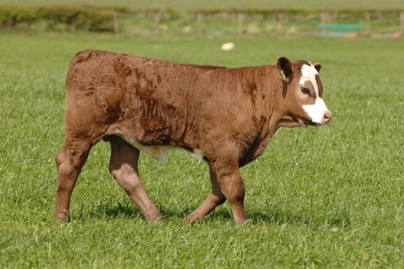 The funding plays an important role in maintaining suckler herds in Scotland