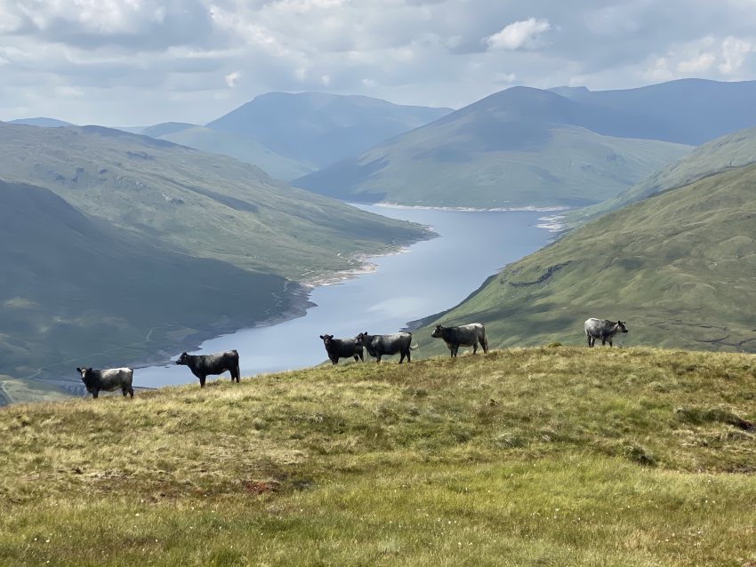 Porter family's Blue Greys grazing 2,834ft above sea level on An Grianan, Glen Lyon