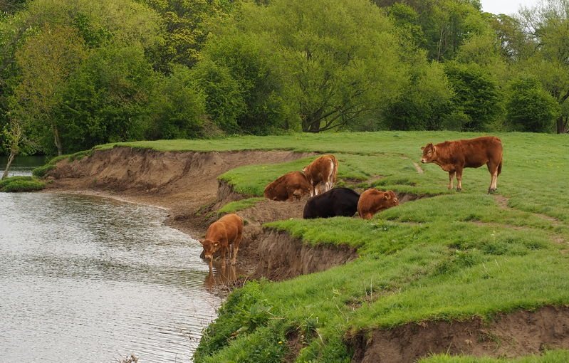 Unchecked livestock access to watercourses can lead to a breach of regulations and financial penalties