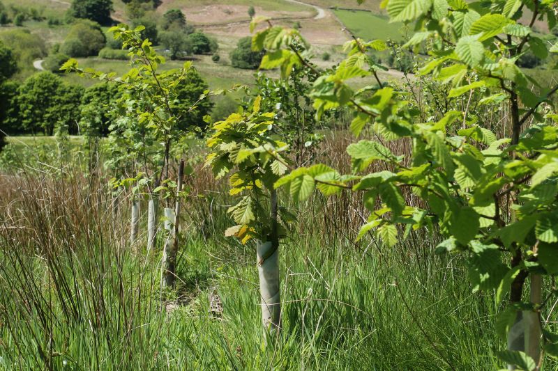 The Northern Irish government wants to plant 18 million trees by 2030