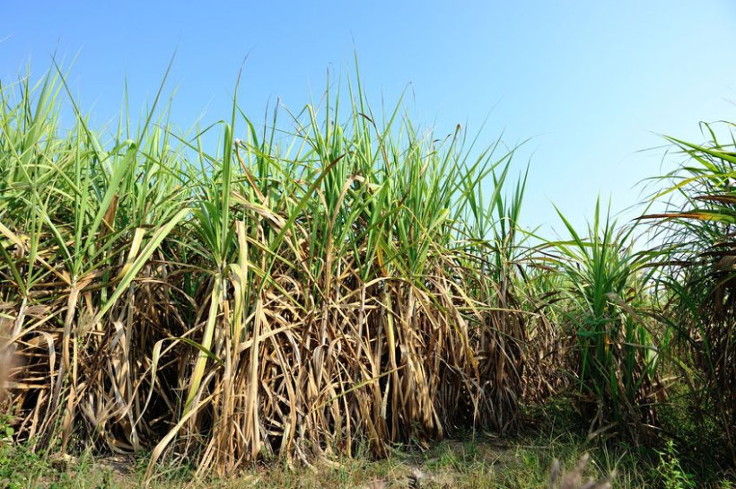 Government has given the green light to a 260,00t tariff-free quota for raw cane sugar imports