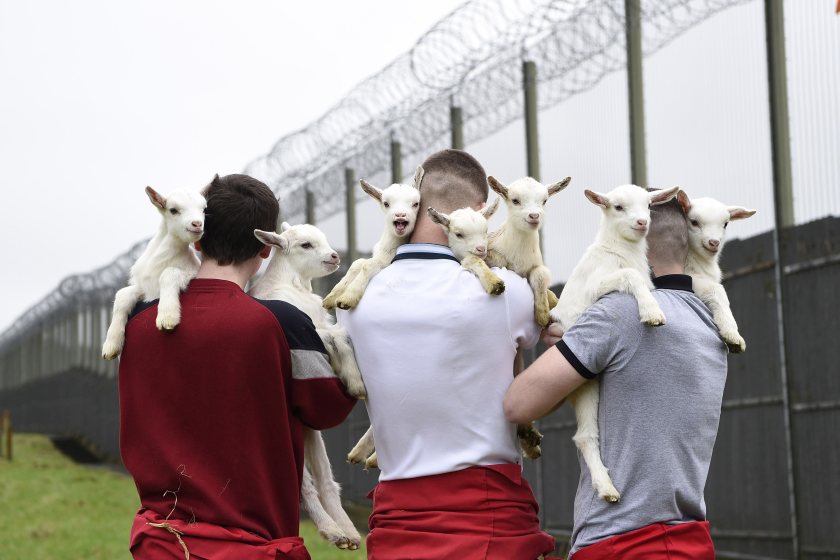 The young offenders have even successfully competed at the Balmoral Show