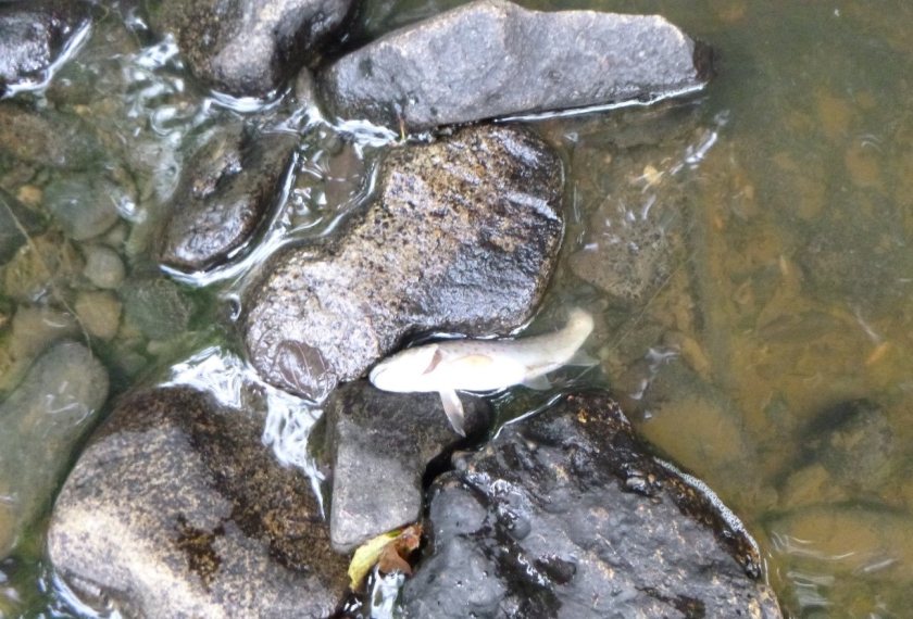 Environmental officers counted over 2,400 dead fish, including hundreds of brown trout