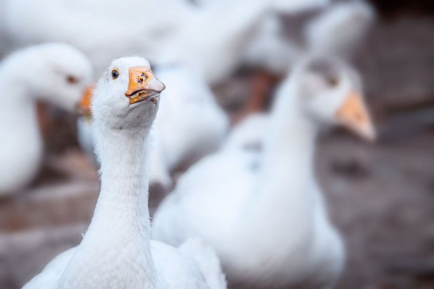 The new, separate outbreaks occurred in ducks and a backyard flock of poultry