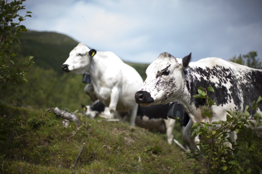 The collars make a sound that increases up to a defined tone when the animal leaves the grazing area