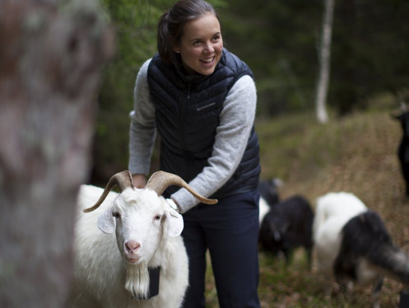 Norway is home to the world’s first virtual fencing, produced using GPS and cellular communication