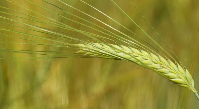 Smart sensors will continuously measure grain as it flows through the combine harvester