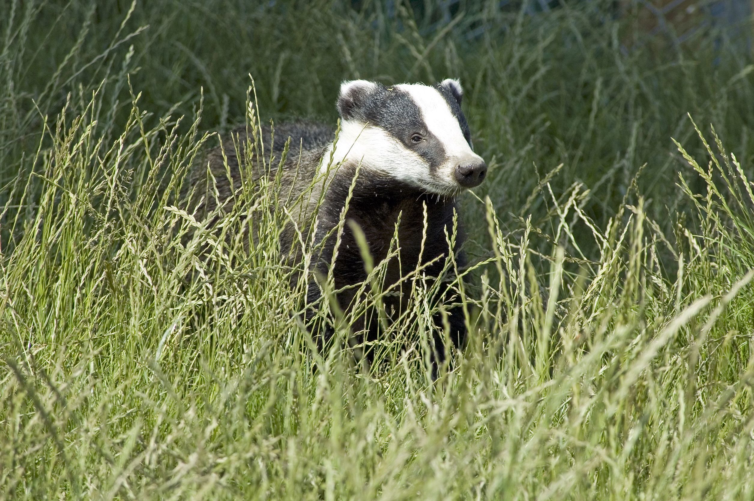 The survey wants to establish a true record of badger populations in Scotland 