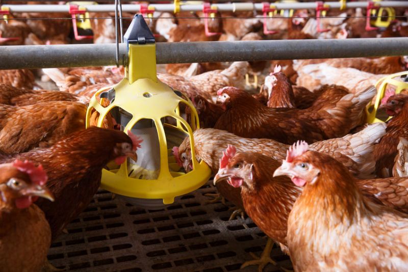 New measures are in place after bird flu was detected in a commercial flock